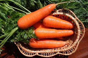 Множество сортов моркови