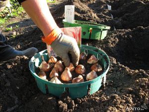 Как подготовить луковицы тюльпанов к посадке